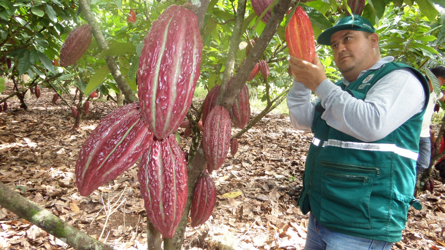 Imagen del artículo INIA capacita a productores de Loreto en técnicas orgánicas para el cacao